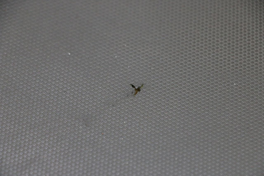 photo de SEAT SUZUKI GSF S BANDIT 600 (2000 - 2004) - Additional view of the item